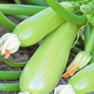 Эзра F1 семена кабачка (500 г) Hazera Genetics