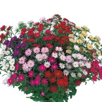 Астра Серенада/Serenade, (2500 сем.) семена цветов Sakata Flowers