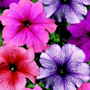 Петунія великоквіткова Браво F1 / Bravo F1, 1000 др. (Syngenta Flowers)