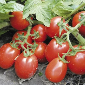 Рио Гранде (500 г) семена томата Spark Seeds Рио Гранде (500 г) семена томата Spark Seeds