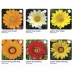 Газанія Газу F1/Gazoo F1 (1000 нас.) насіння квітів Syngenta Flowers
