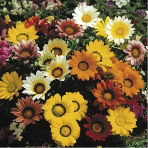 Газанія Газу F1/Gazoo F1 (1000 нас.) насіння квітів Syngenta Flowers