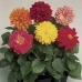Георгина Фреско / Fresco (1000 др.) семена цветов Syngenta Flowers