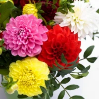 Георгина Фреско / Fresco (100 др.) семена цветов Syngenta Flowers