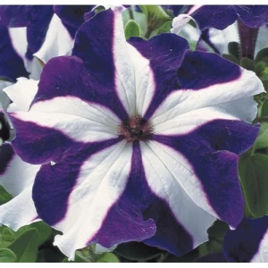 Петунія великоквіткова Ультра F1 /  Ultra F1, 1000 др. (Syngenta Flowers)