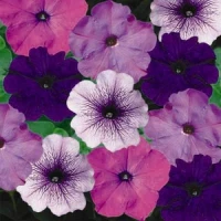 Петунія багатоквіткова Ура F1 / Hurrah F1, 1000 др. (Syngenta Flowers)