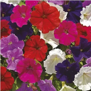 Петунія дрібноквіткова Пікобелла F1 / Picobella F1, 200 др. (Syngenta Flowers)
