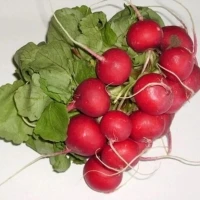 Рубин, (250 г) семена редиса Satimex