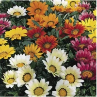 Газанія Кісс F1/ Kiss F1 (1000 нас.) насіння квітів Syngenta Flowers