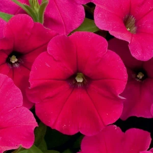 Петунія ампельна Рамблін F1 / Ramblin F1, 1000 др. (Syngenta Flowers)