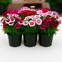 Гвоздика бородата Барбаріні F1 / Barbarini F1 (100 нас.) насіння квітів Syngenta Flowers
