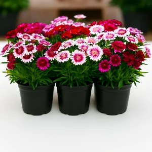 Гвоздика бородата Барбаріні F1 / Barbarini F1 (100 нас.) насіння квітів Syngenta Flowers
