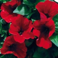 Петунія великоквіткова Шторм F1 /  Storm F1, 1000 сем. (Syngenta Flowers)