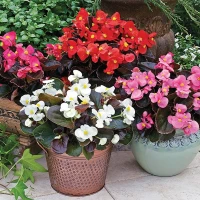 Бегония Бада Бум / BadaBoom (1000 др.) семена цветов Syngenta Flowers