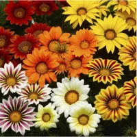 Газанія Біг Кісс F1/ Big Kiss F1 (100 нас.) насіння квітів Syngenta Flowers