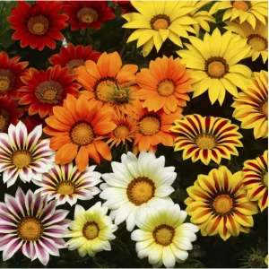 Газания Биг Кисс F1/ Big Kiss F1 (100 сем.) семена цветов Syngenta Flowers
