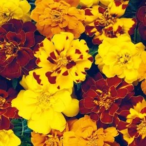 Насіння квітів Чорнобривці Дюранго / DURANGO (1000 нас.) PanAmerican Seed
