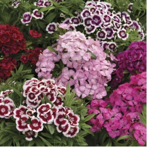 Гвоздика бородата Діабунда F1 / Diabunda F1 (100 др.) насіння квітів Syngenta Flowers