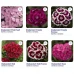 Гвоздика бородата Діабунда F1 / Diabunda F1 (1000 др.) насіння квітів Syngenta Flowers