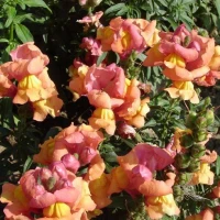 Львиный зев (Антирринум) Флора Шоуерс/Floral Showers
