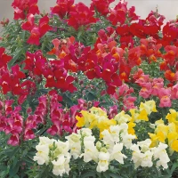 Антирінум (Левовий зів) Флора Шоуерс F1/Floral Showers F1, (1000 нас.) Sakata Flowers 