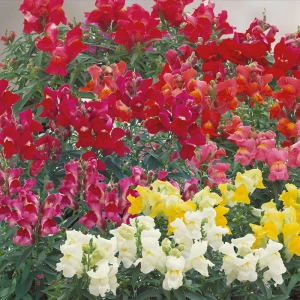 Антиринум (Львиный зев) Флора Шоуэрс F1/Floral Showers F1, (100 сем.) Sakata Flowers 