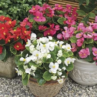 Бегония Бада Бинг / Bada Bing (1000 др.) семена цветов Syngenta Flowers