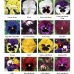 Виола витрокка Колоссус F1 / Colossus F1 (1000 сем.) семена цветов Syngenta Flowers Виола витрокка Колоссус F1 / Colossus F1 (1000 сем.) семена цветов Syngenta Flowers