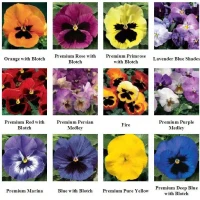 Виола витрокка Дельта F1 / Delta F1 (1000 сем.) семена цветов Syngenta Flowers Виола витрокка Дельта F1 / Delta F1 (1000 сем.) семена цветов Syngenta Flowers