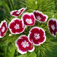 Гвоздика китайская Супер Парфайт F1 / Super Parfait F1 (1000 др.) семена цветов Syngenta Flowers