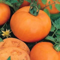 Руслан (1 г) семена томата Элитный Ряд Руслан (1 г) семена томата Элитный Ряд