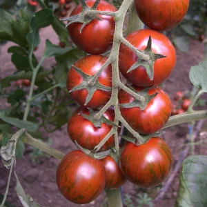 Тайгер F1 (100 сем.) семена томата Yuksel Seeds
