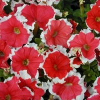 Петунія великоквіткова Фрост F1 / Frost F1, 1000 сем. (Syngenta Flowers)