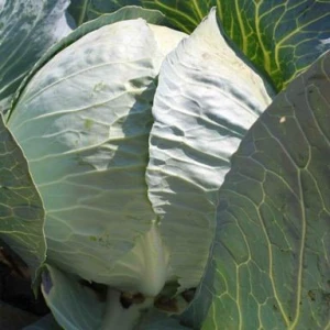 Структа F1 (2500 сем.) семена капусты б/к Takii Seeds Структа F1 (2500 сем.) семена капусты б/к Takii Seeds