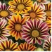 Газания Фрости Кисс F1/Frosty Kiss F1 (100 сем.) семена цветов Syngenta Flowers