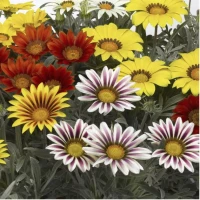 Газанія Фрості Кісс F1/Frosty Kiss F1 (1000 нас.) насіння квітів Syngenta Flowers