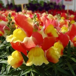 Антирринум (Львиный зев) Снеппи F1/Snappy F1, (100 нас.) Hem Genetics