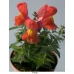 Антирринум (Львиный зев) Снеппи F1/Snappy F1, (1000 нас.) Hem Genetics