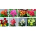 Антирринум (Львиный зев) Снеппи F1/Snappy F1, (1000 нас.) Hem Genetics