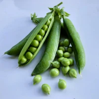 Кінгсайз (2500 нас.) насіння гороху овочевого Spark Seeds