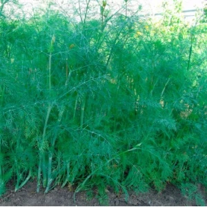 Тетра насіння кропу (500 г) Satimex Тетра насіння кропу (500 г) Satimex