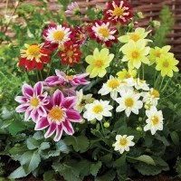 Георгина  Арлекин/ Harlequin (1000 др.) семена цветов Syngenta Flowers