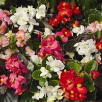 Бегония Бада Тотал / Bada Total (1000 др.) семена цветов Syngenta Flowers