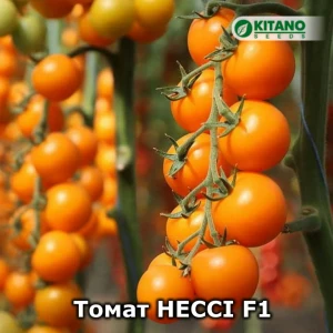 Нессі KS-1549 F1 (100 нас.) насіння томату Kitano