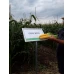 ГСС 3071 F1 (100 000 нас.) насіння кукурудзи солодкої Syngenta ГСС 3071 F1 (100 000 нас.) насіння кукурудзи солодкої Syngenta