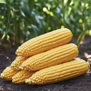 ГСС 3071 F1 (100 000 нас.) насіння кукурудзи солодкої Syngenta ГСС 3071 F1 (100 000 нас.) насіння кукурудзи солодкої Syngenta