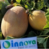 Дайана (INX 1097) F1 (1000 нас.) насіння дині Innova Seeds