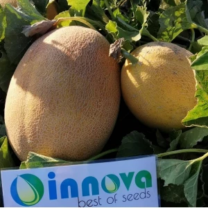 Дайана (INX 1097) F1 (1000 нас.) насіння дині Innova Seeds