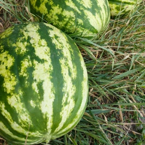 Ау Продюсер семена арбуза (500 г) Innova Seeds