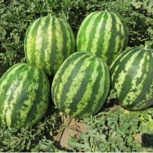 Тейтум (INX 1805) F1, 1000 сем. семена арбуза Innova Seeds